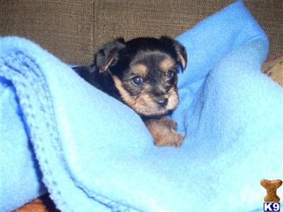 Yorkshire Terrier Puppies in FL